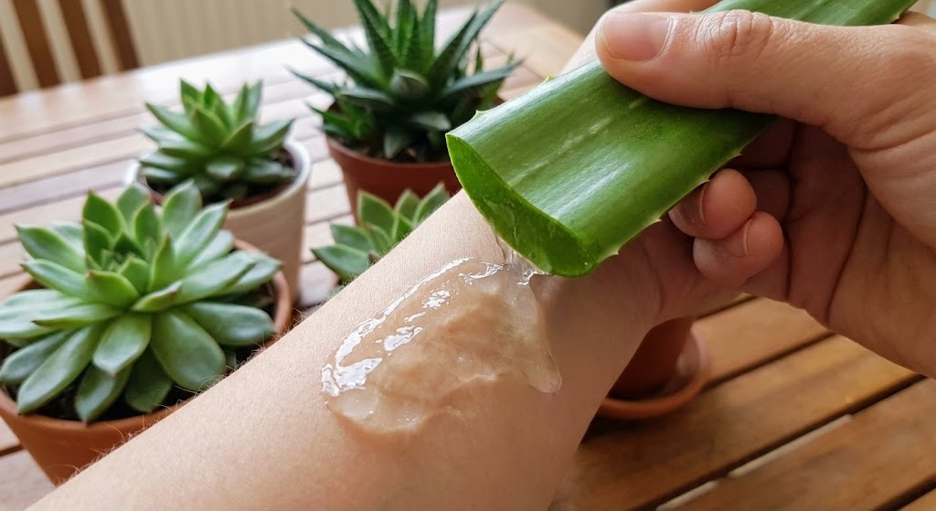 Applying fresh aloe vera gel to the skin to soothe pigmentation